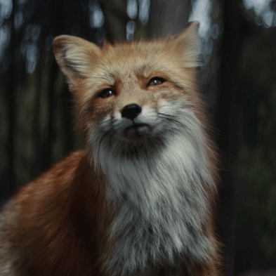 Fox